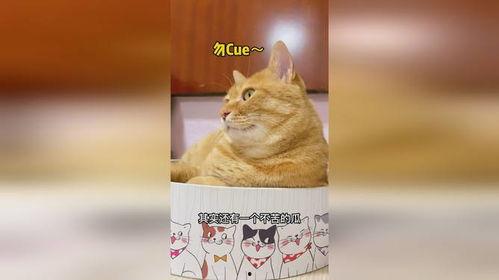 娱乐吃瓜猫,揭秘娱乐圈那些不为人知的幕后故事